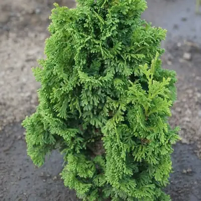 Туя ЗМАТЛИК западная в Могилёве