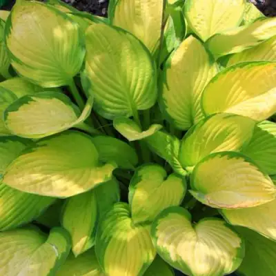 Хоста ГОЛД СТАНДАРТ Форчуна в Могилёве