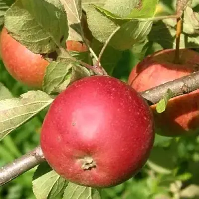 Яблоня ПОСПЕХ в Могилёве