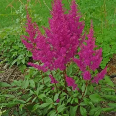 Астильба ЭЛИЗАБЕТ ВАН ВИН японская в Могилёве