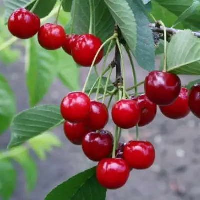 Вишня ЗАРАНКА в Могилёве