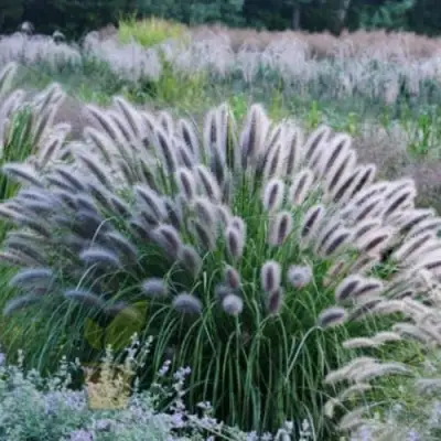 Пеннисетум БЛЭК БЬЮТИ в Могилёве