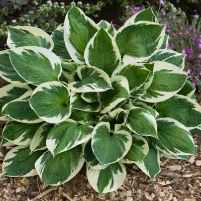 Хоста КАРИН гибридная в Могилёве