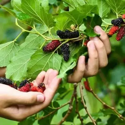 Шелковица ГАЛИЦИЯ в Могилёве