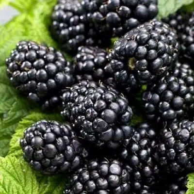 Ежевика БЖЕЗИНА бесшипная  в Могилёве