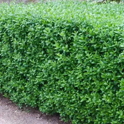 Бирючина обыкновенная АТРОВИРЕНС в Могилёве