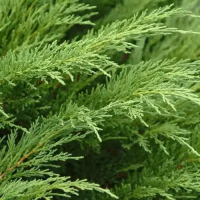 Можжевельник ТАМАРИСЦИФОЛИЯ казацкий  в Могилёве