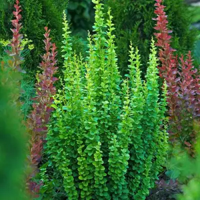 Барбарис ЭРЕКТА тунберга в Могилёве