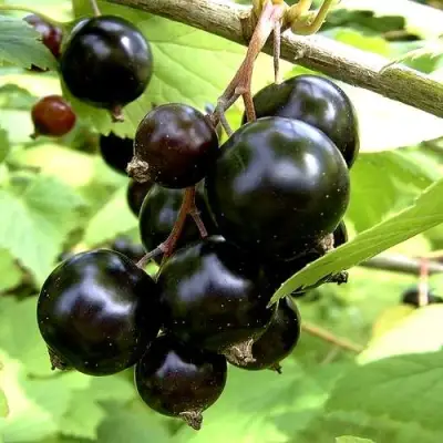 Смородина чёрная ШАРОВИДНАЯ в Могилёве