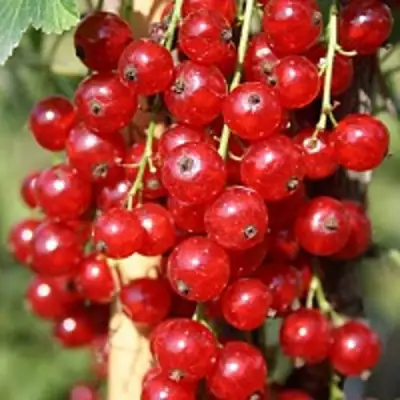 Смородина красная РОНДОМ в Могилёве