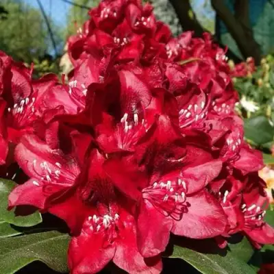 Рододендрон МАТАДОР в Могилёве