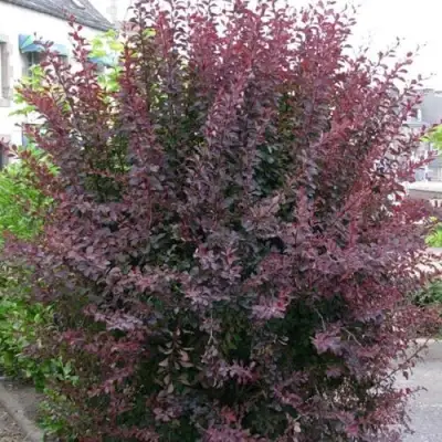 Барбарис АТРОПУРПУРЕА тунберга в Могилёве