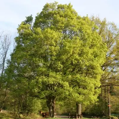 Клен полевой в Могилёве