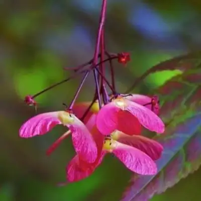 Клен пальмолистный в Могилёве