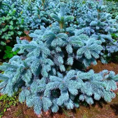 Ель СУПЕР БЛЮ СИДЛИНГ колючая в Могилёве