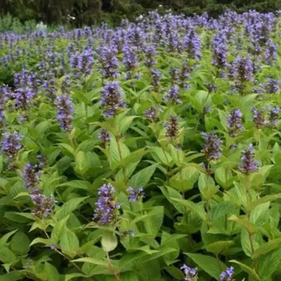 Котовник БЛЮ ДРИМС полусидячий в Могилёве