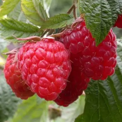 Малина ГЕРАКЛ в Могилёве