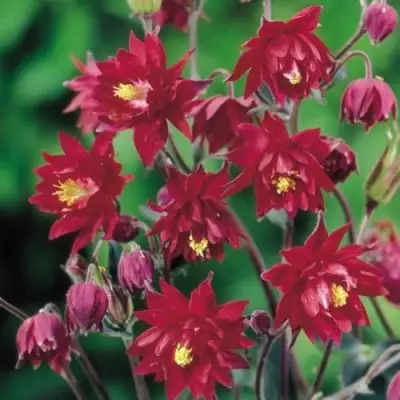 Аквилегия РУБИ ПОРТ обыкновенная в Могилёве