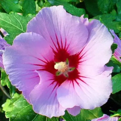 Гибискус ПИНК ФЛИРТ сирийский в Могилёве