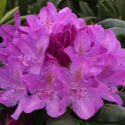 Рододендрон РОЗЕУМ ЭЛЕГАНС в Могилёве