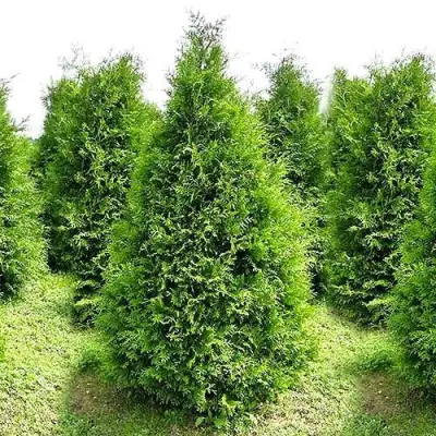 Туя БРАБАНТ западная в Могилёве