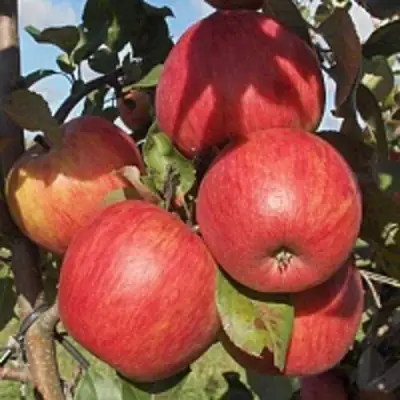 Яблоня ПЕРСИКОВАЯ в Могилёве