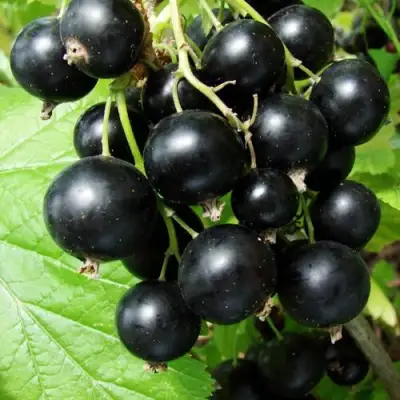 Смородина чёрная ЭКЗОТИКА в Могилёве