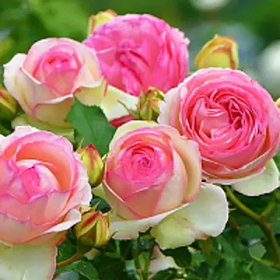 Роза ПЬЕР ДЕ РОНСАР плетистая в Могилёве