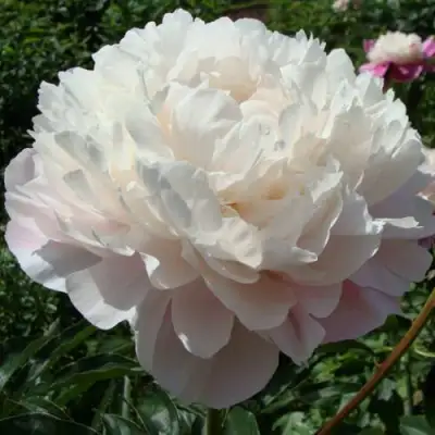 Пион ВОГ травянистый в Могилёве