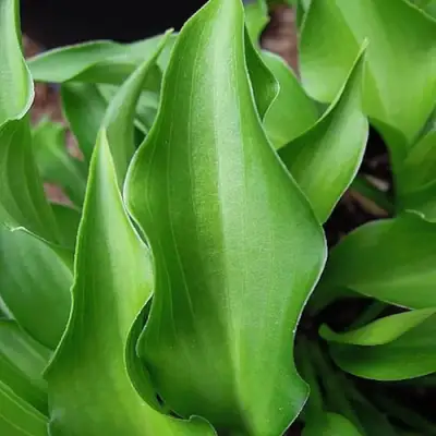 Хоста ГАРРИ ВАН ТРИЕР в Могилёве