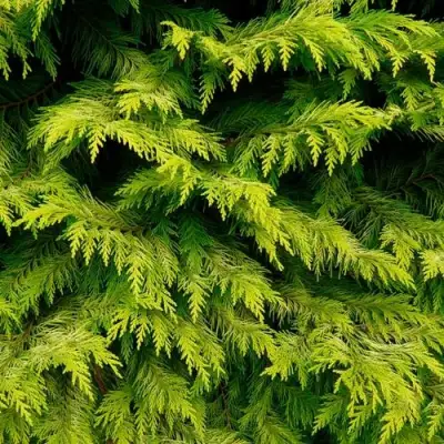 Кипарисовик ГОЛДЕН ВОНДЕР лавсона в Могилёве