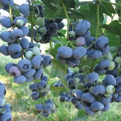 Голубика ЛИБЕРТИ в Могилёве