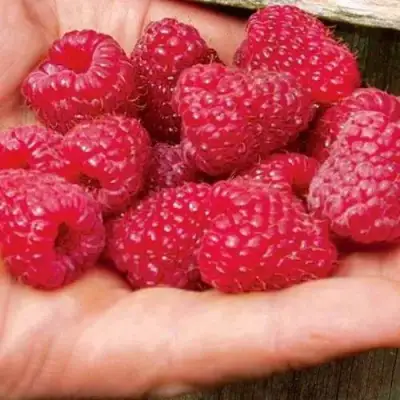 Малина ДЖОАН ДЖИ (ДЖОАН ДЖЕЙ) в Могилёве