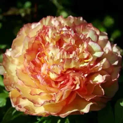 Пион ЗОЛОТАЯ РОССЫПЬ древовидный в Могилёве