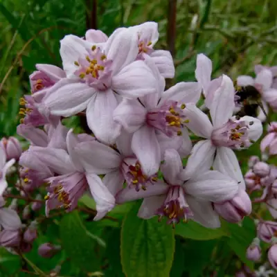 Дейция МОУНТ РОУЗ в Могилёве