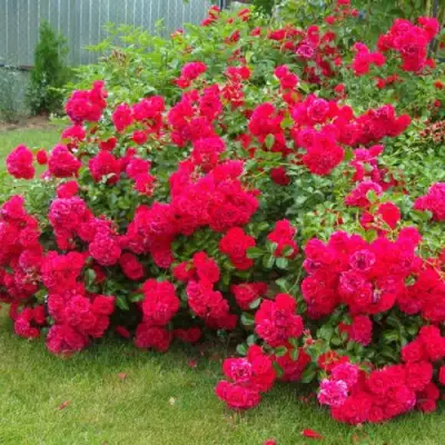 Роза РАДОСТЬ САДОВНИКА (ГАРТЕН ФРОЙДЕ) почвопокровная в Могилёве