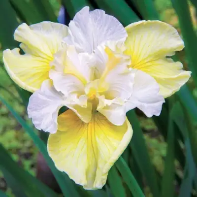 Ирис ЙЕЛЛОУ ТЕЙЛ сибирский в Могилёве