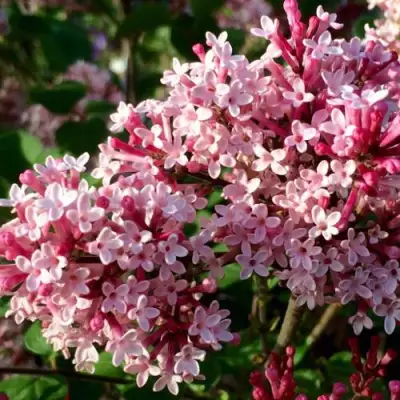 Сирень РЕД ПИКСИ в Могилёве