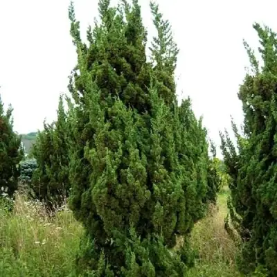 Можжевельник КАЙЗУКА китайский в Могилёве