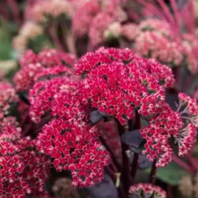 Очиток (седум) РЕД КАУЛИ в Могилёве