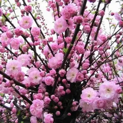 Миндаль ТРЁХЛОПАСТНЫЙ (луизеания) в Могилёве