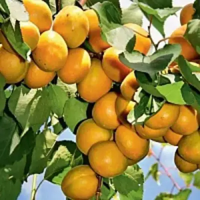Абрикос БРЯНСКИЙ РАННИЙ в Могилёве