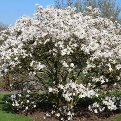 Магнолия КОБУС в Могилёве