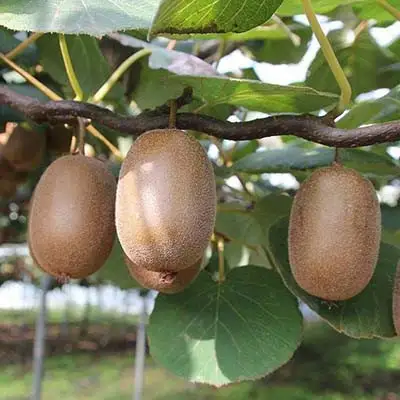 Актинидия ЗАКАРПАТЬЕ киви в Могилёве