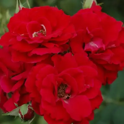 Роза ЧАМПЛЕЙН флорибунда в Могилёве