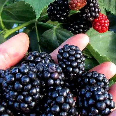 Ежевика ЭВЕРГРИН бесшипная  в Могилёве