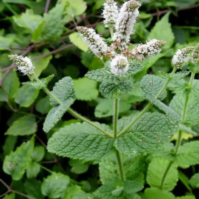 Мята яблочная в Могилёве