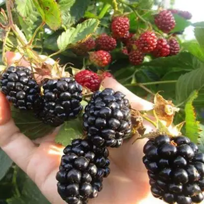 Ежевика НАВАХО бесшипная  в Могилёве