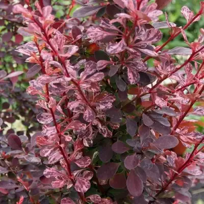 Барбарис РОУЗ ГЛОУ тунберга в Могилёве