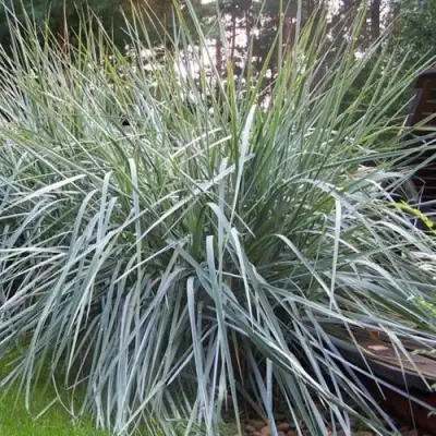 Элимус БЛЮ ДЮН песчаный в Могилёве